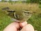 Phylloscopus inornatus