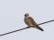 Falco vespertinus