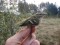 Phylloscopus inornatus
