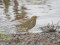 Anthus petrosus