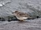 Calidris maritima