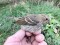Carpodacus erythrinus