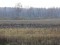 Branta canadensis