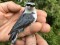 Sitta europaea asiatica