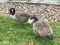 Branta canadensis