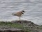 Charadrius hiaticula