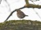 Turdus iliacus