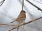 Emberiza schoeniclus