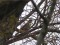 Turdus viscivorus