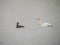 Branta canadensis