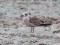 Larus fuscus