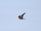 Falco columbarius