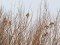 Carduelis flavirostris