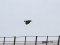 Corvus corone