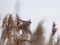 Emberiza schoeniclus
