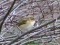 Phylloscopus collybita