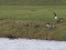 Branta canadensis
