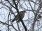 Turdus iliacus
