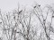 Coccothraustes coccothraustes