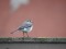 Motacilla alba