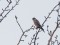 Falco columbarius