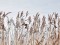 Emberiza schoeniclus