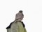 Falco columbarius