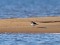 Charadrius hiaticula