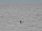 Haematopus ostralegus