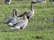 Anser brachyrhynchus