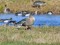Anser brachyrhynchus