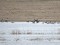 Branta canadensis