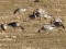 Anser brachyrhynchus