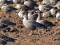 Anser brachyrhynchus