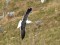 Larus fuscus graellsii/intermedius