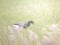 Branta bernicla