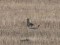 Branta canadensis x Anser albifrons