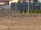 Branta canadensis