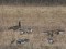 Branta canadensis x Branta leucopsis
