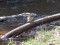 Grey Wagtail (Motacilla cinerea) Grivini mills, Priekuli county, 11-Apr-2020. © Andris Klepers Motacilla cinerea