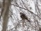 Ring Ouzel (Turdus torquatus) Kolka, Dundaga county, 12-Apr-2020. © Ivars Brediks Turdus torquatus