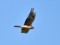 Pallid Harrier (Circus macrourus) Kalngale fields, Carnikava county, 15-Apr-2020. © Igors Denisovs Circus macrourus