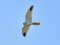 Pallid Harrier (Circus macrourus) Kalngale fields, Carnikava county, 15-Apr-2020. © Igors Denisovs Circus macrourus