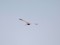 Pallid Harrier (Circus macrourus) Nida, Rucava county, 19-Apr-2020. © Ivars Brediks Circus macrourus