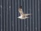 Caspian Gull (Larus cachinnans) landfill "Kivites", Grobina county, 20-Apr-2020. © Ivars Brediks Larus cachinnans