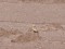 Greater short-toed lark (Calandrella brachydactyla) Riva, Pavilosta county, 24-Apr-2020. © Peteris Daknis Calandrella brachydactyla