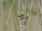 Carpodacus erythrinus