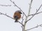 Red-backed Shrike (Lanius collurio) Skanste, Riga, 03-Mai-2020. © Arnis Arnicans Lanius collurio