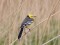Citrine Wagtail (Motacilla citreola) Mersrags, 03-Mai-2020. © Ieva Grinerte Motacilla citreola