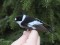 Ficedula albicollis